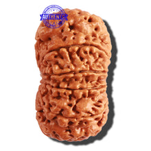 Load image into Gallery viewer, 11 Mukhi Nepalese Rudraksha - Bead No. 292
