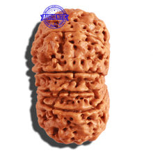 Load image into Gallery viewer, 11 Mukhi Nepalese Rudraksha - Bead No. 292
