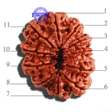 Load image into Gallery viewer, 11 Mukhi Nepalese Rudraksha - Bead No. 293
