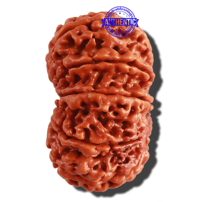 11 Mukhi Nepalese Rudraksha - Bead No. 293