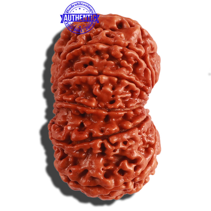 11 Mukhi Nepalese Rudraksha - Bead No. 293