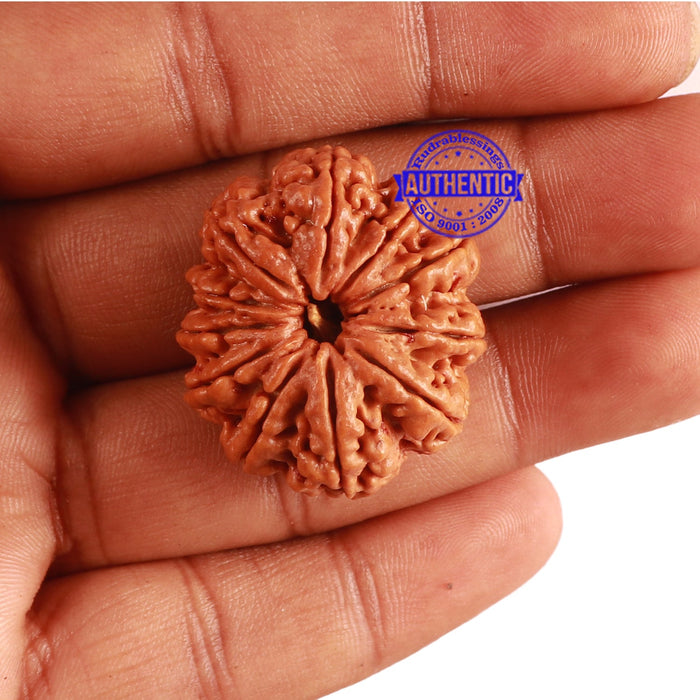 11 Mukhi Nepalese Rudraksha - Bead No. 294