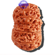 Load image into Gallery viewer, 11 Mukhi Nepalese Rudraksha - Bead No. 294
