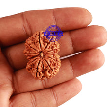 Load image into Gallery viewer, 11 Mukhi Nepalese Rudraksha - Bead No. 295
