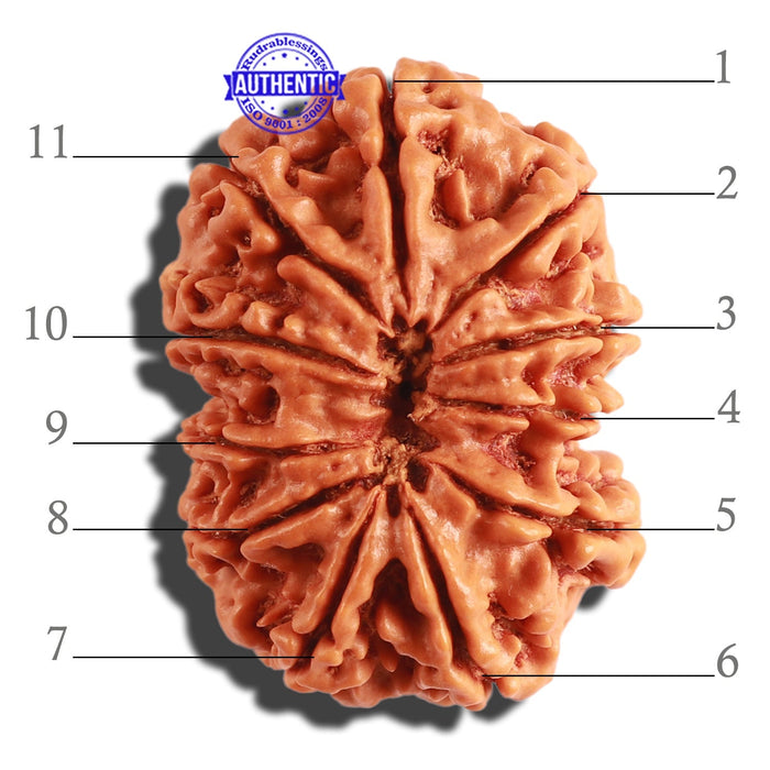 11 Mukhi Nepalese Rudraksha - Bead No. 295