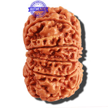Load image into Gallery viewer, 11 Mukhi Nepalese Rudraksha - Bead No. 295
