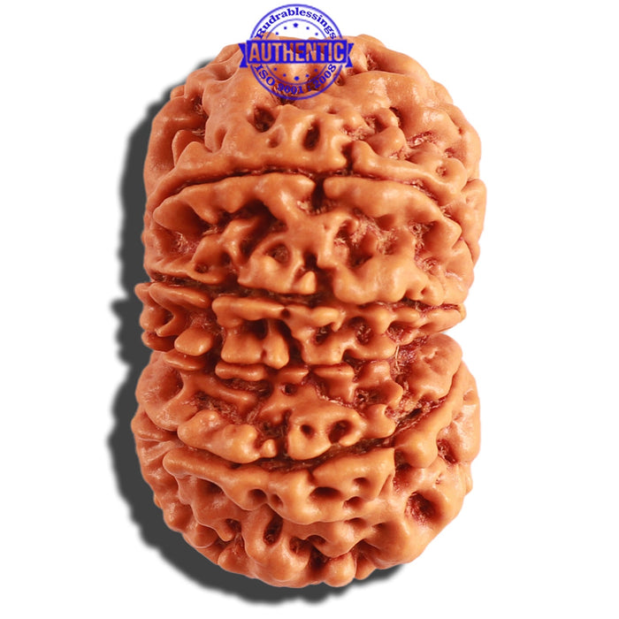 11 Mukhi Nepalese Rudraksha - Bead No. 295