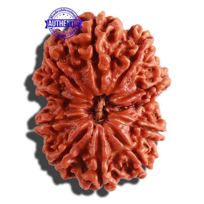 11 Mukhi Nepalese Rudraksha - Bead No. 296