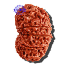 Load image into Gallery viewer, 11 Mukhi Nepalese Rudraksha - Bead No. 296
