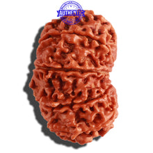Load image into Gallery viewer, 11 Mukhi Nepalese Rudraksha - Bead No. 296
