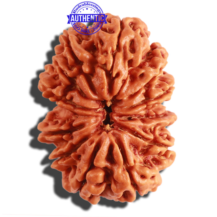 11 Mukhi Nepalese Rudraksha - Bead No. 297