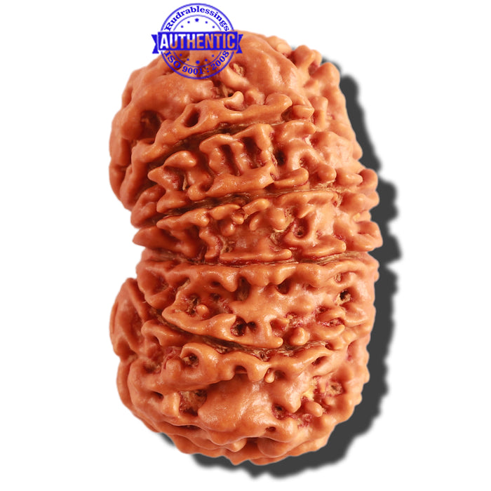 11 Mukhi Nepalese Rudraksha - Bead No. 297