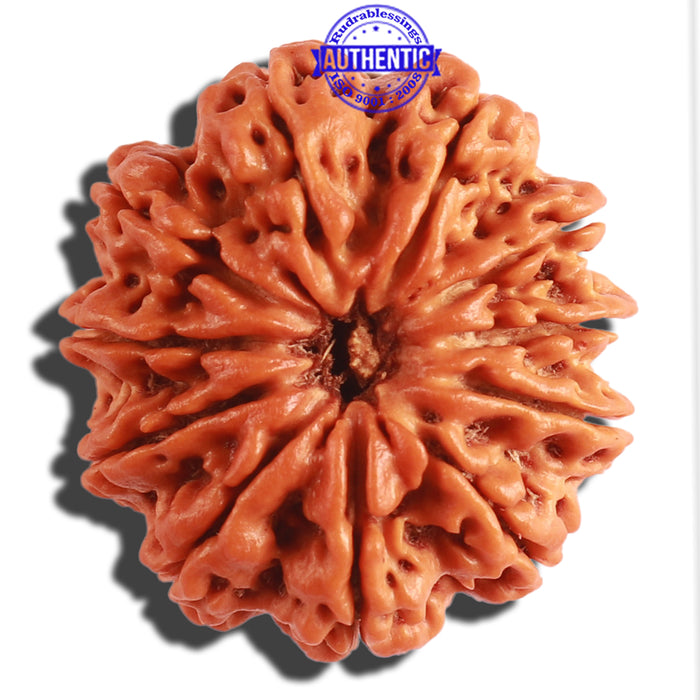 11 Mukhi Nepalese Rudraksha - Bead No. 298