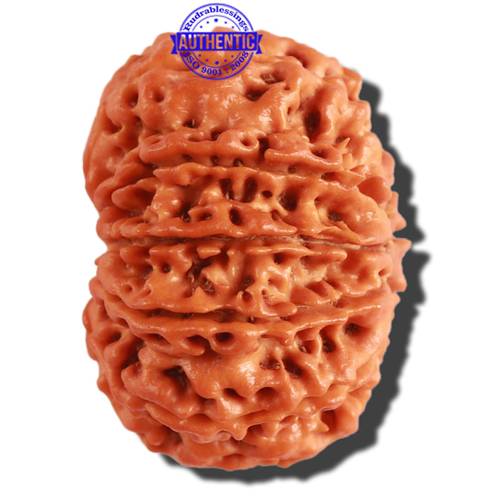 11 Mukhi Nepalese Rudraksha - Bead No. 298