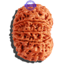 Load image into Gallery viewer, 11 Mukhi Nepalese Rudraksha - Bead No. 298
