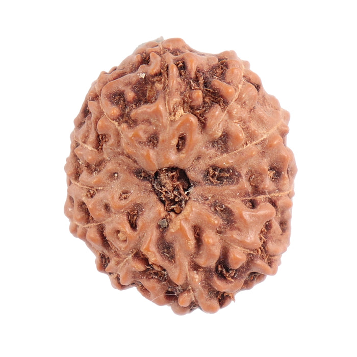 11 Mukhi Indonesian Rudraksha - Bead No. 101