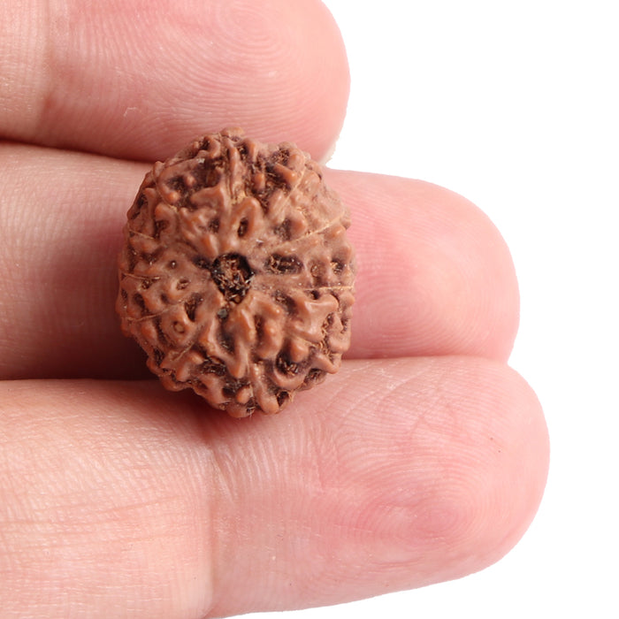 11 Mukhi Indonesian Rudraksha - Bead No. 101