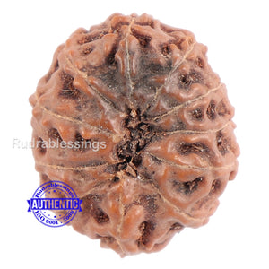 11 Mukhi Indonesian Rudraksha - Bead No. 101