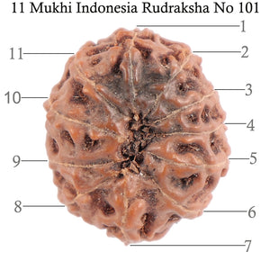 11 Mukhi Indonesian Rudraksha - Bead No. 101