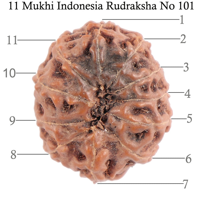 11 Mukhi Indonesian Rudraksha - Bead No. 101
