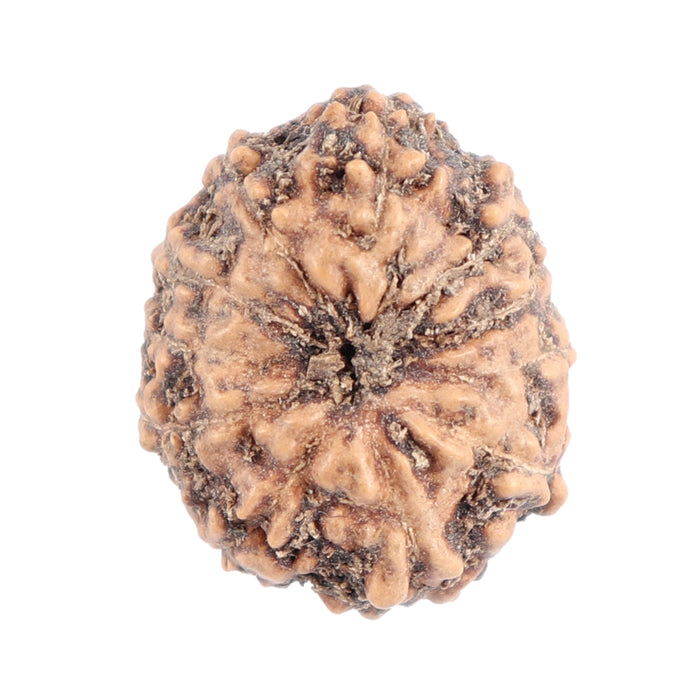 11 Mukhi Indonesian Rudraksha - Bead No. 102