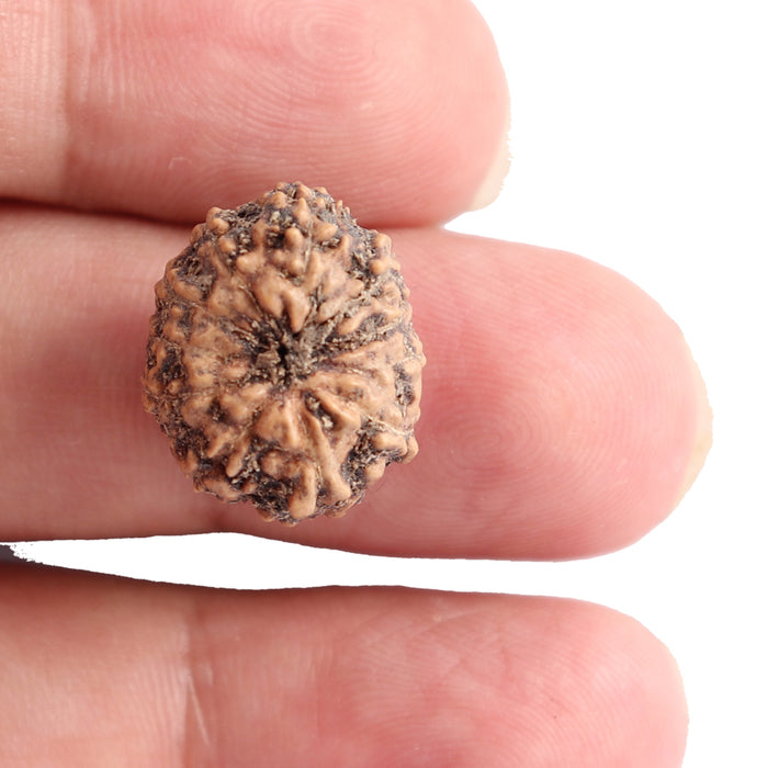 11 Mukhi Indonesian Rudraksha - Bead No. 102