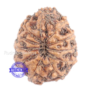 11 Mukhi Indonesian Rudraksha - Bead No. 102