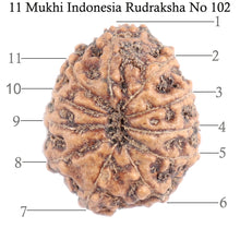 Load image into Gallery viewer, 11 Mukhi Indonesian Rudraksha - Bead No. 102
