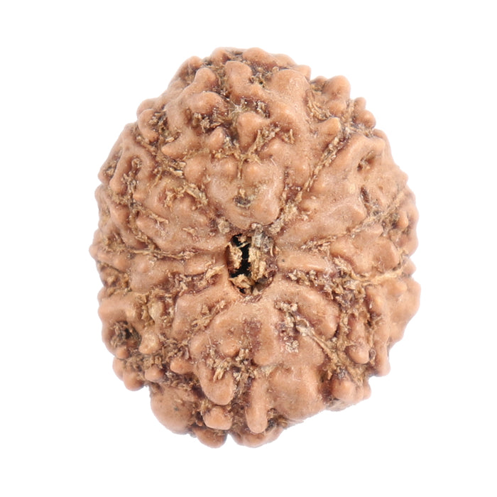 11 Mukhi Indonesian Rudraksha - Bead No. 103