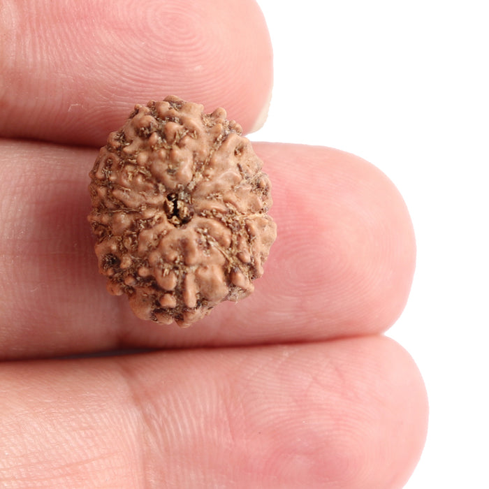 11 Mukhi Indonesian Rudraksha - Bead No. 103