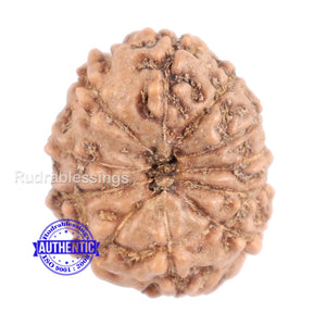 11 Mukhi Indonesian Rudraksha - Bead No. 103