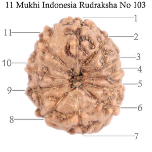 11 Mukhi Indonesian Rudraksha - Bead No. 103