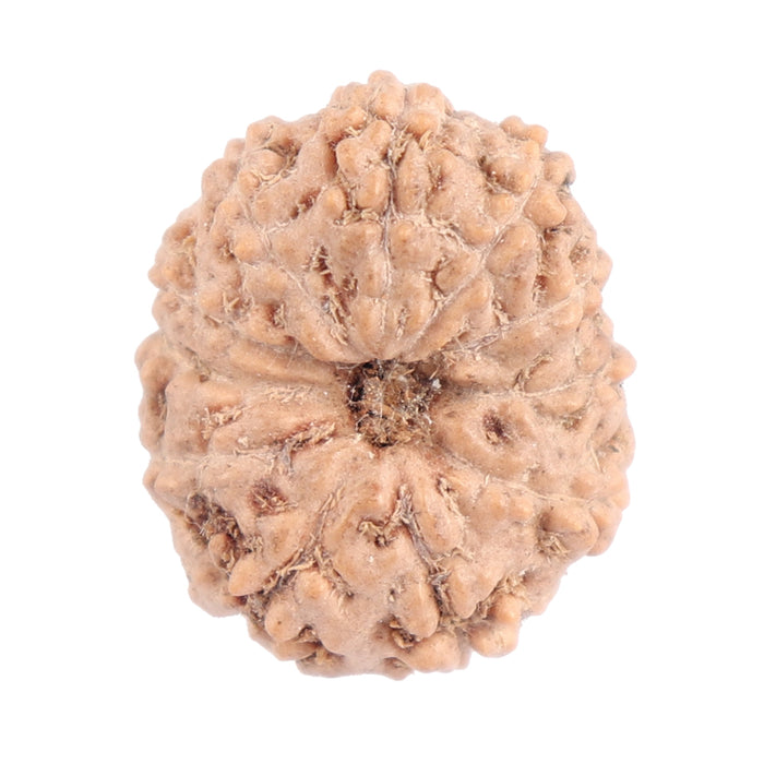 11 Mukhi Indonesian Rudraksha - Bead No. 104
