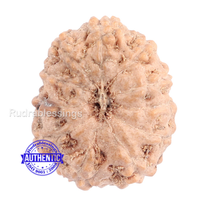 11 Mukhi Indonesian Rudraksha - Bead No. 104