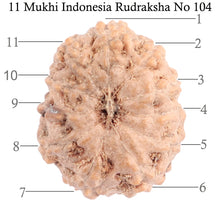 Load image into Gallery viewer, 11 Mukhi Indonesian Rudraksha - Bead No. 104
