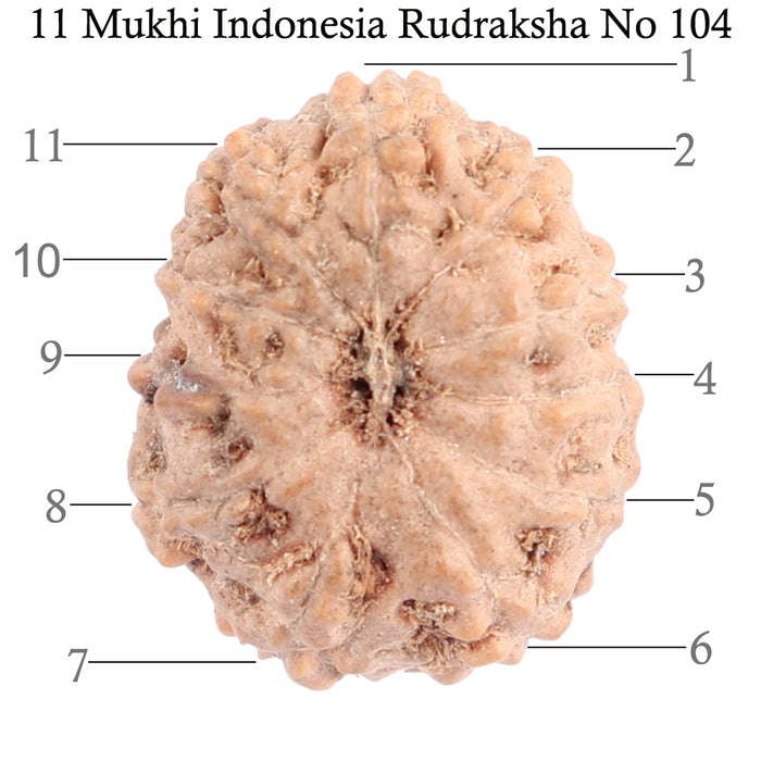 11 Mukhi Indonesian Rudraksha - Bead No. 104