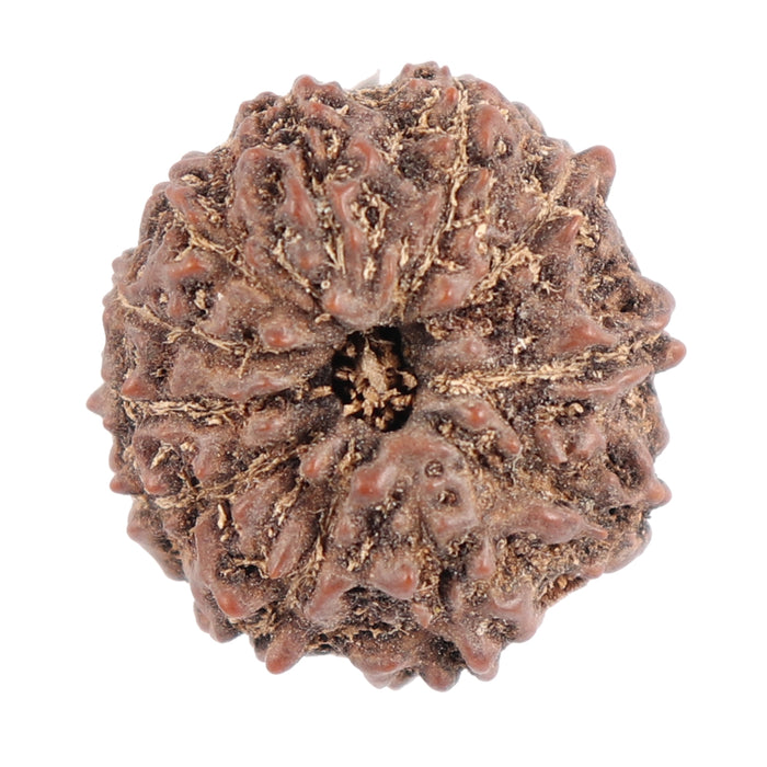 11 Mukhi Indonesian Rudraksha - Bead No. 106