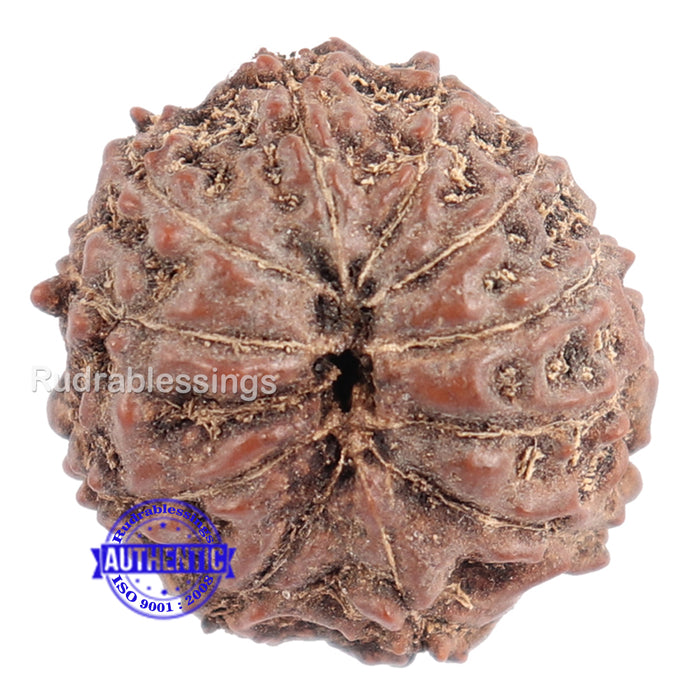 11 Mukhi Indonesian Rudraksha - Bead No. 106
