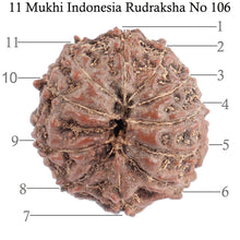 Load image into Gallery viewer, 11 Mukhi Indonesian Rudraksha - Bead No. 106
