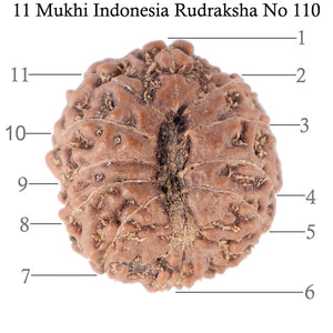 11 Mukhi Indonesian Rudraksha - Bead No. 110