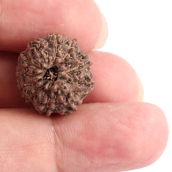 11 Mukhi Indonesian Rudraksha - Bead No. 106