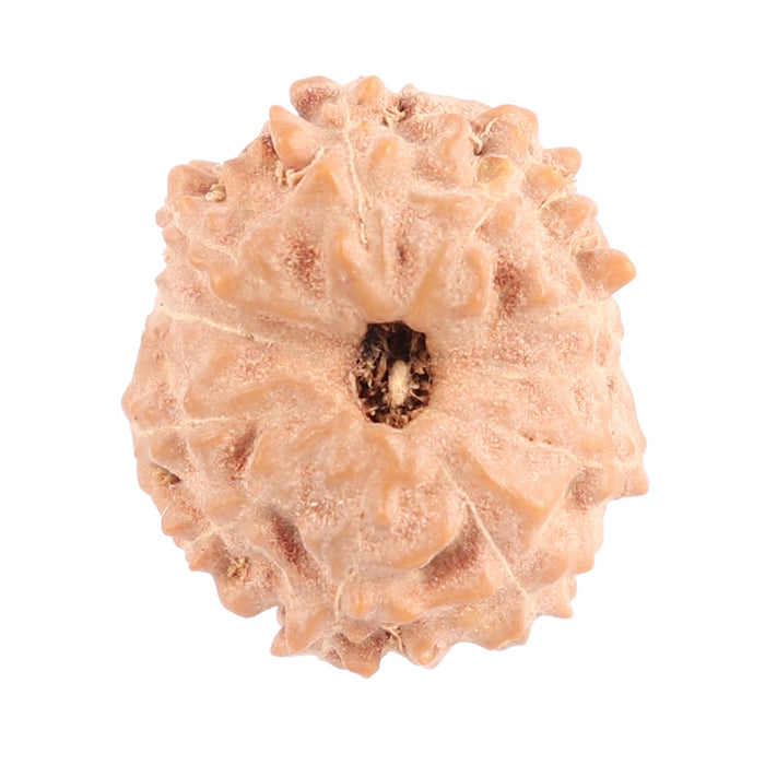 11 Mukhi Indonesian Rudraksha - Bead No. 89