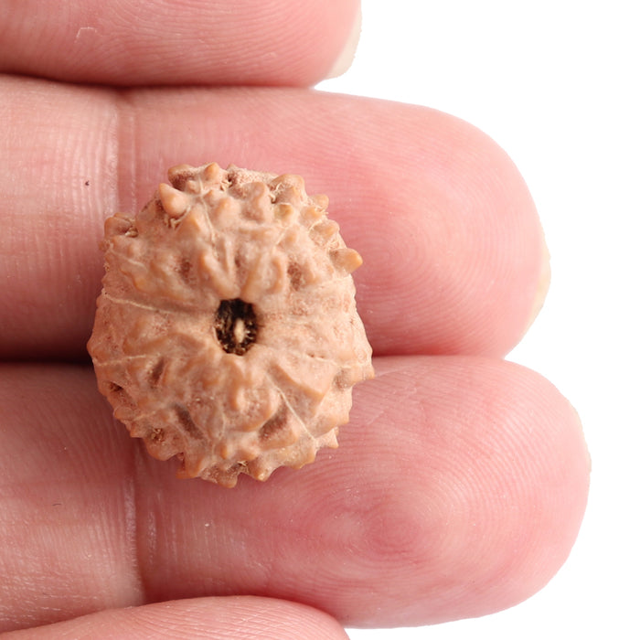 11 Mukhi Indonesian Rudraksha - Bead No. 89
