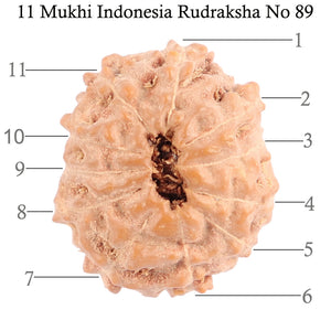 11 Mukhi Indonesian Rudraksha - Bead No. 89