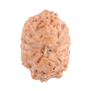 11 Mukhi Indonesian Rudraksha - Bead No. 93