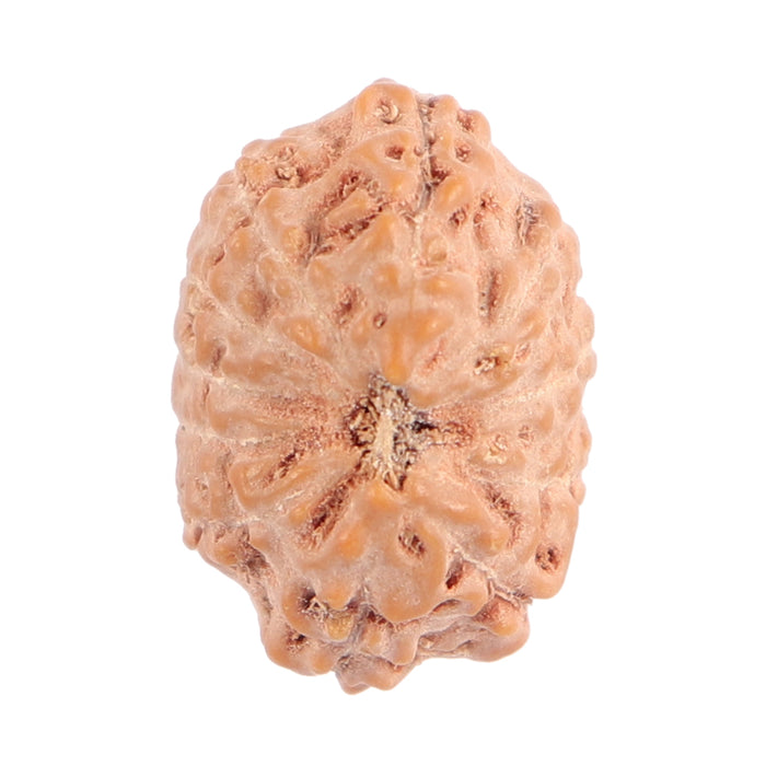 11 Mukhi Indonesian Rudraksha - Bead No. 93