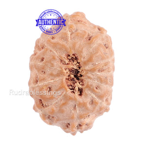 11 Mukhi Indonesian Rudraksha - Bead No. 93