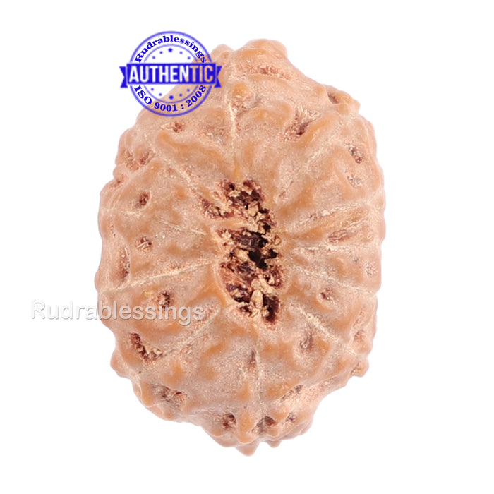 11 Mukhi Indonesian Rudraksha - Bead No. 93