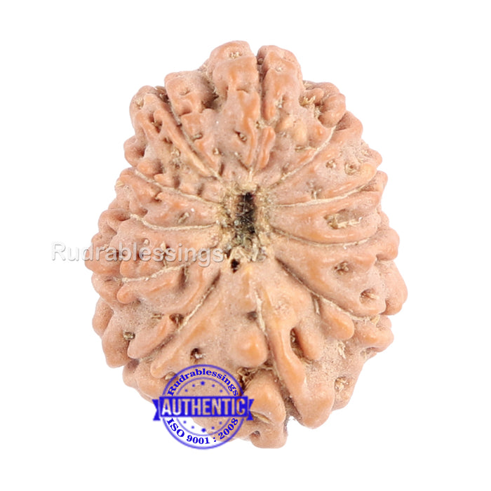 11 Mukhi Indonesian Rudraksha - Bead No. 98