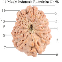 Load image into Gallery viewer, 11 Mukhi Indonesian Rudraksha - Bead No. 98

